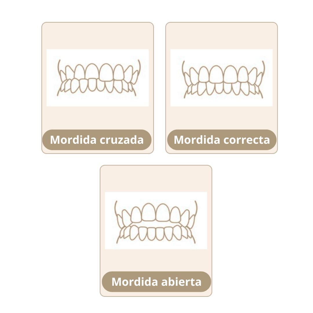 Mordidas First Dental