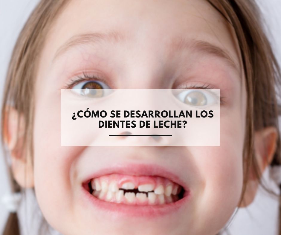 ¿Cómo se desarrollan los dientes de leche?